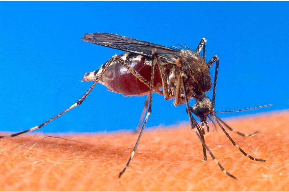 Paludisme : l’Afrique face à un risque de recul sans mobilisation financière