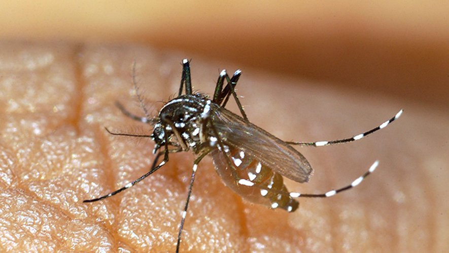 DENGUE A ABOBO : UNE RIPOSTE MUSCLEE LANCEE POUR STOPPER LA PROPAGATION