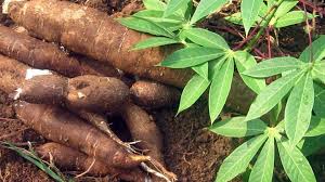 ▌ AGRICULTURE & SÉCURITÉ ALIMENTAIRE Un virus venu d’Ouganda menace les champs de manioc ivoiriens — alerte rouge sur la sécurité alimentaire