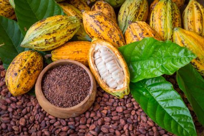 FILIÈRE CACAO   LA CACAOLOGIE : QUAND LE CACAO IVOIRIEN DEVIENT UNE SCIENCE ET UNE CULTURE À PART ENTIÈRE