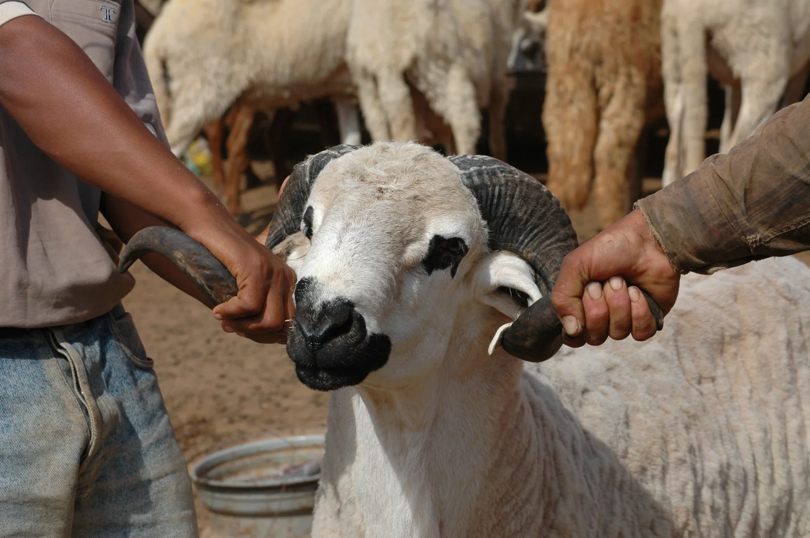 Du Djallonké au Sardi : l'ANADER mise sur la génétique marocaine pour révolutionner l'élevage ovin ivoirien
