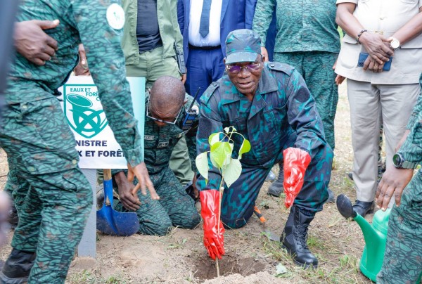 ENVIRONNEMENT & FORETS REBOISEMENT COMPENSATOIRE — POLITIQUE NATIONALE De 16 millions à 3 millions d'hectares : la Côte d'Ivoire mobilise l'agroforesterie comme dernière chance pour ses forêts