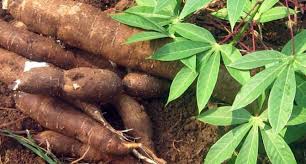 AGRICULTURE & PHYTOSANITAIRE MALADIES VIRALES DU MANIOC — PLAN NATIONAL DE RIPOSTE — GRAND-BASSAM, MAI 2026 Un virus venu d'Ouganda s'installe en Côte d'Ivoire : la course contre la montre pour protéger la 2ème culture vivrière du pays