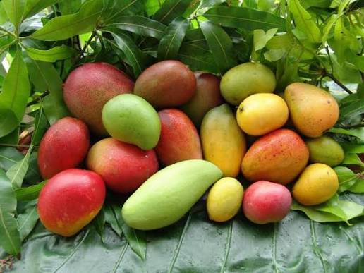 FILIÈRES AGRICOLES · MANGUE Mangue ivoirienne : sous la tutelle du CCAK, une championne de l'export face à ses fragilités