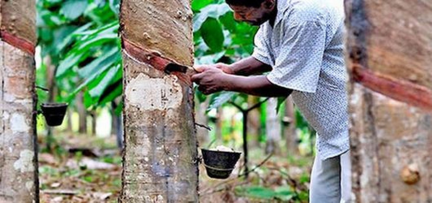 AGRO-INDUSTRIE   Hévéa : la Côte d’Ivoire veut planter 500 000 hectares d’ici 2035, le pari du caoutchouc à 526 FCFA le kilo